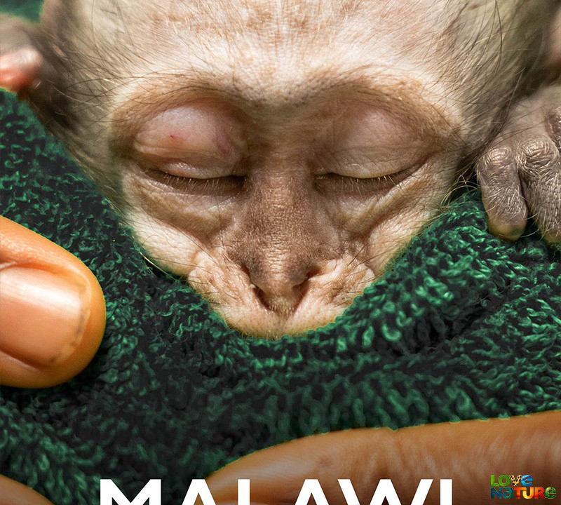 Animale salvate din Malawi