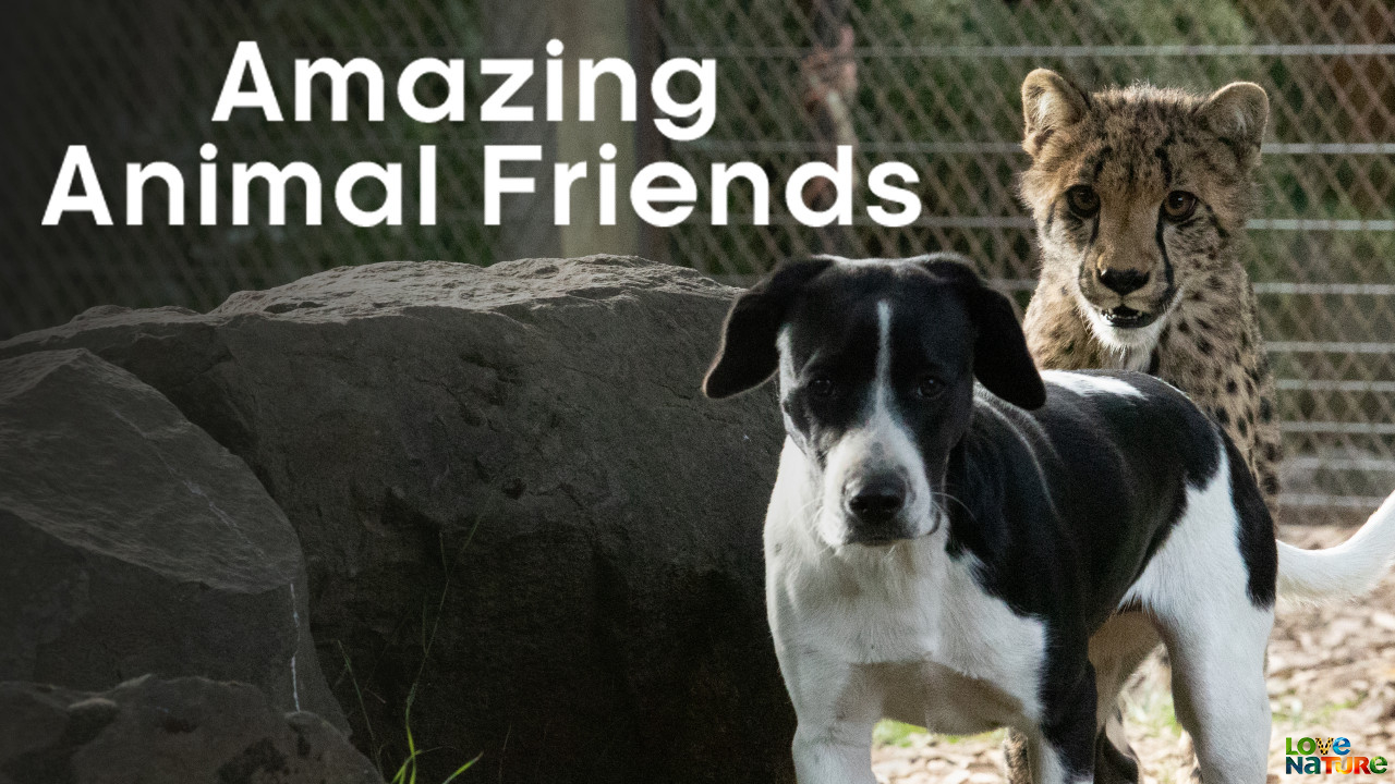 Amazing Animal Friends