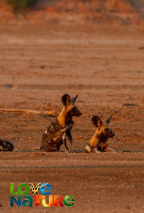 Wild Dogs: Running with - A Close Encounter