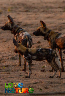 Wilde honden: met de roedel mee - De verloren jongen