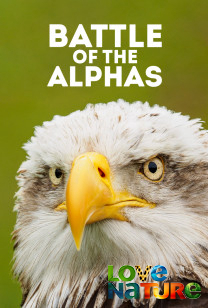Battle of the Alphas