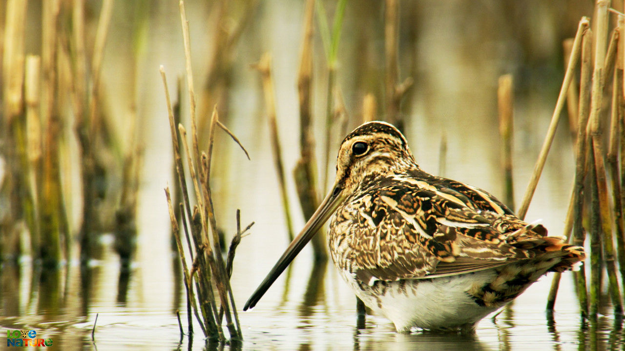 The Accidental Wilderness: Europe's Everglades