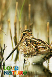 De gecreëerde wildernis: Europa's Everglades - De gecreëerde wildernis: Europa's Everglades