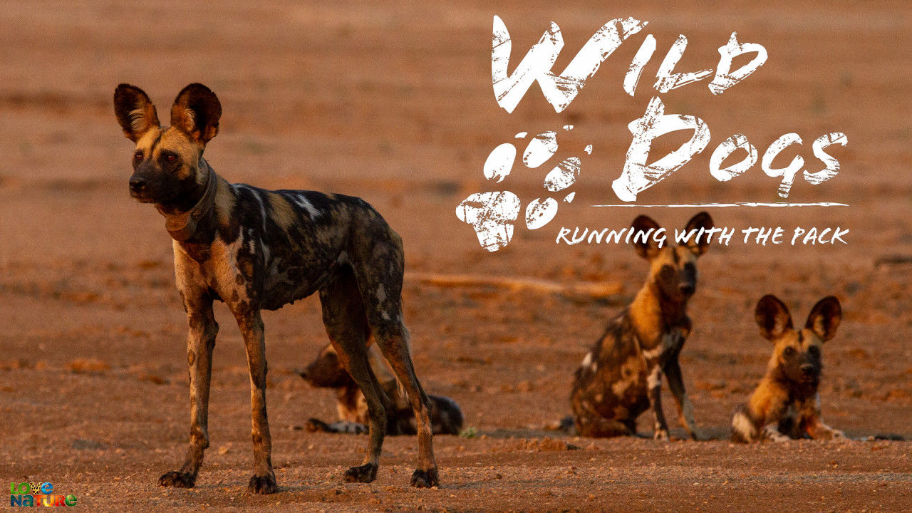 Wild Dogs: Running with