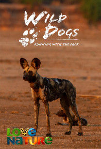 Wild Dogs: Running with