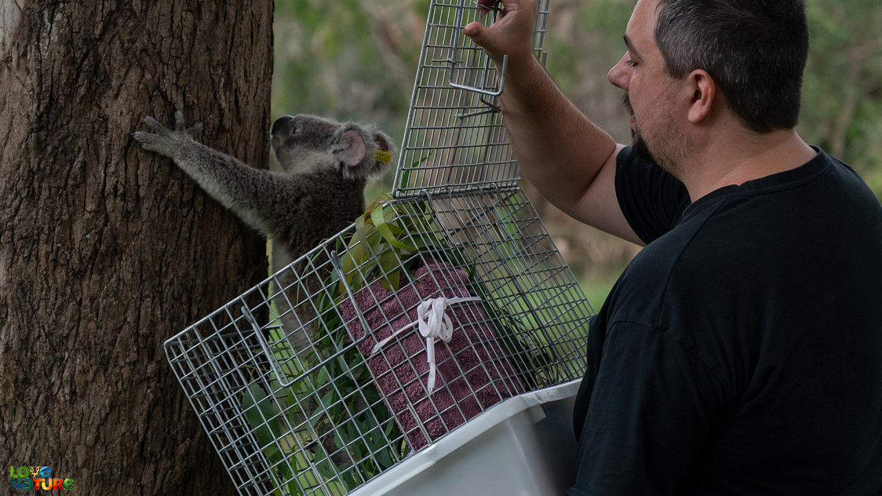 Brisbane-i áradások