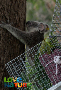 Wildlife Er - Brisbane Floods