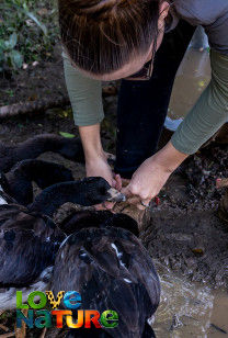 Eerste Hulp van een Dierenziekenhuis - Vliegen naar vrijheid