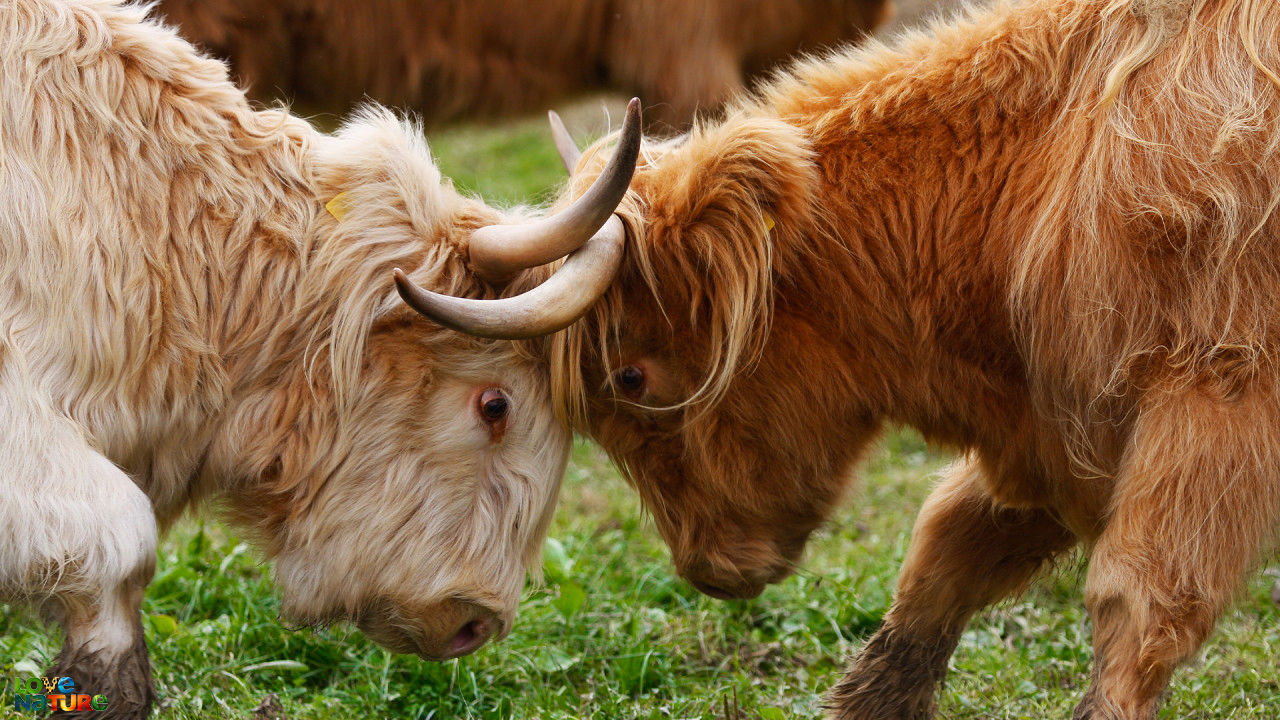 Bătălia animalelor alfa Sezonul 2