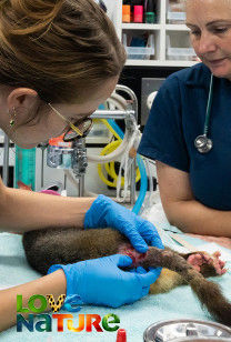 Eerste Hulp van een Dierenziekenhuis - Kranige koala