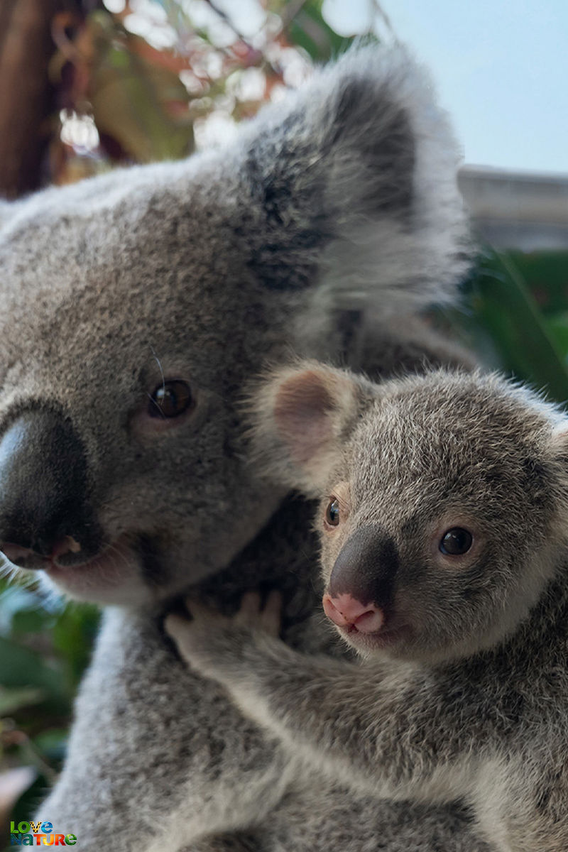 Brisbane Raid