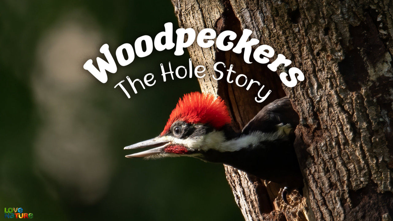 Woodpeckers : The Hole