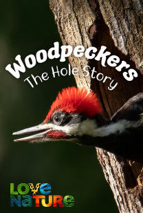 Woodpeckers : The Hole