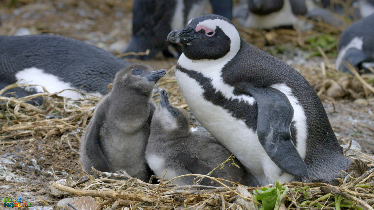 Algoa Bay: het laatste toevluchtsoord voor Afrikaanse pinguïns