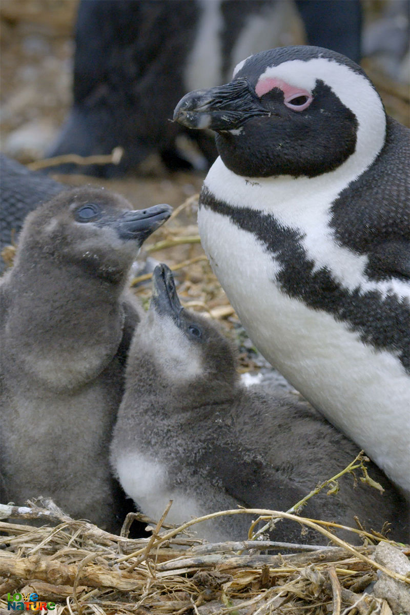 Coastal Africa - Algoa Bay: Last Refuge Of The African Penguin