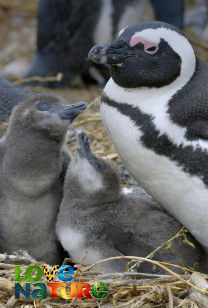 Algoa Bay: het laatste toevluchtsoord voor Afrikaanse pinguïns