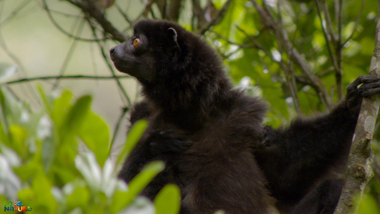 Lemurs of Madagascar