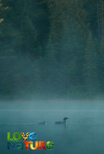 Loons: A Cry from the Mist