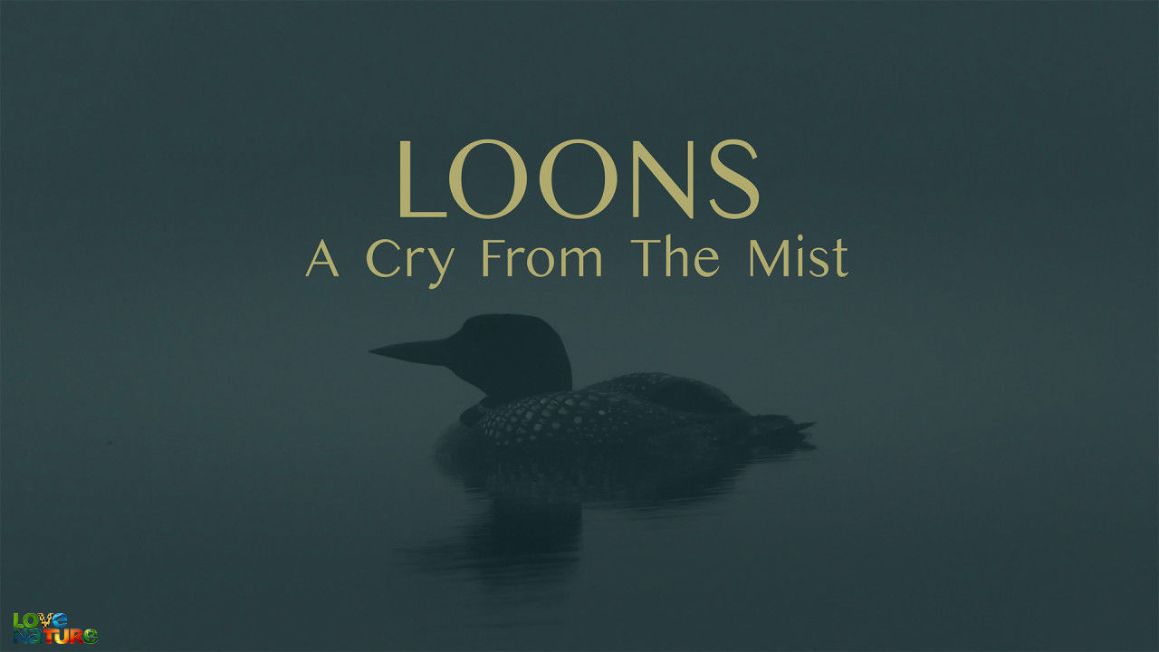 Loons: A Cry From The M