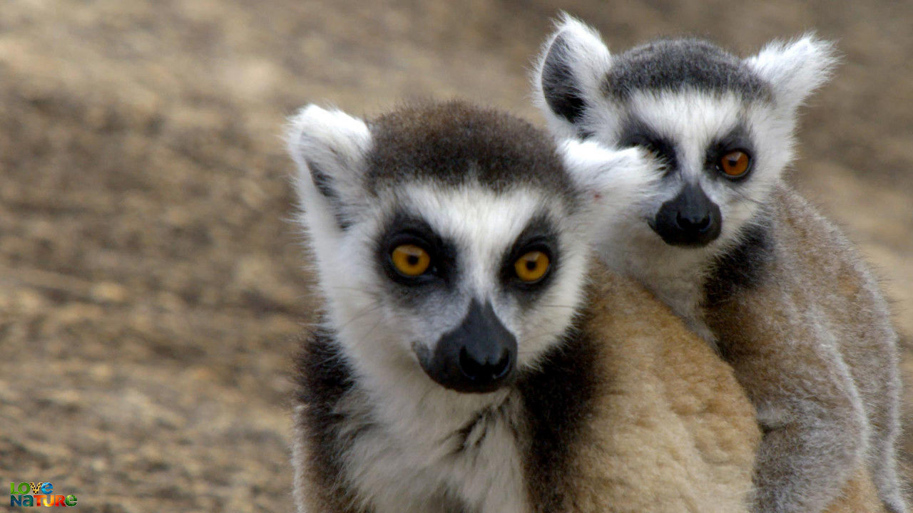 Lemurs of Anja Mountain