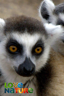 Lemurs of Anja Mountain