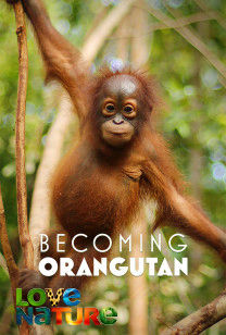 Becoming Orangutan