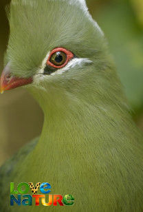 De tuinroete