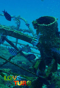 Epave din recife - Recifele artificiale din Mexic