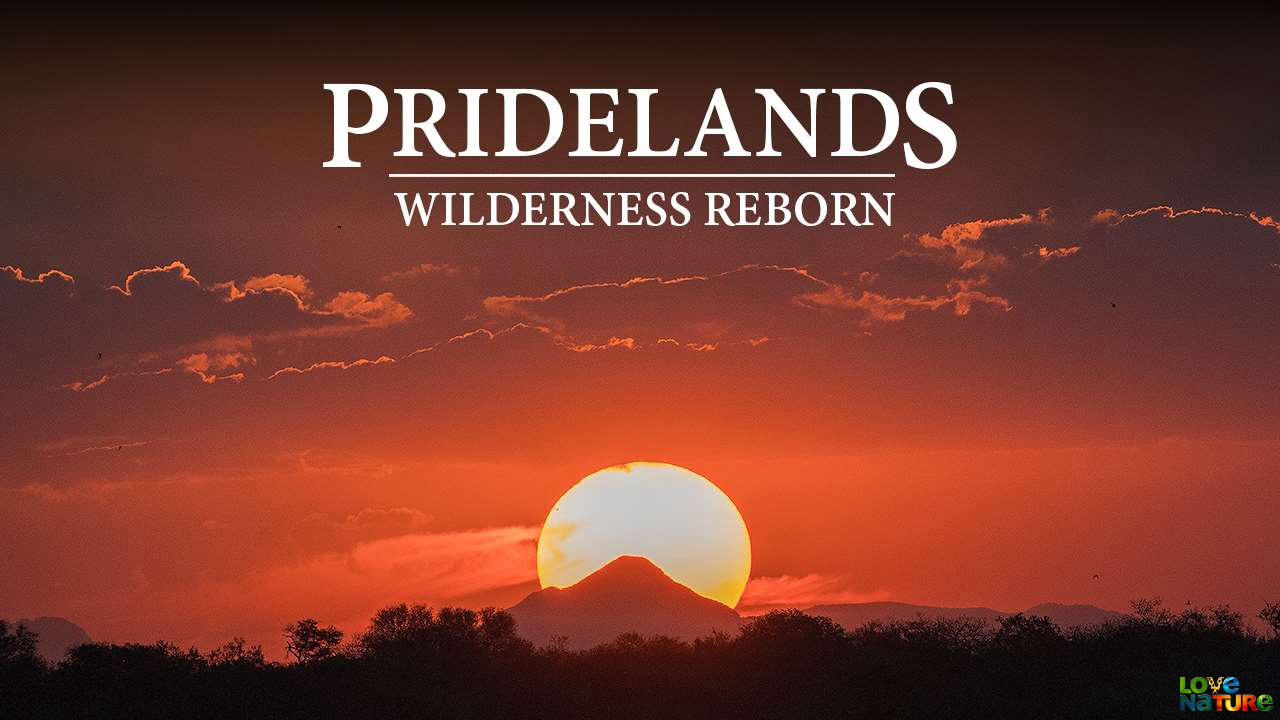 Pridelands Wilderness Reborn