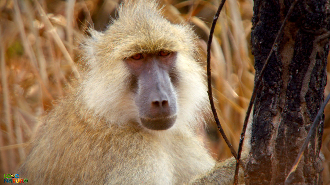 Zambia's Peaceful Primates