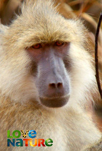 Guardians Of The Wild - Zambia's Peaceful Primates