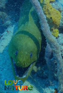 Florida Keys Shipwreck Trail