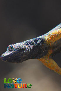 Afrika's natuurparken - Augrabies-watervallen