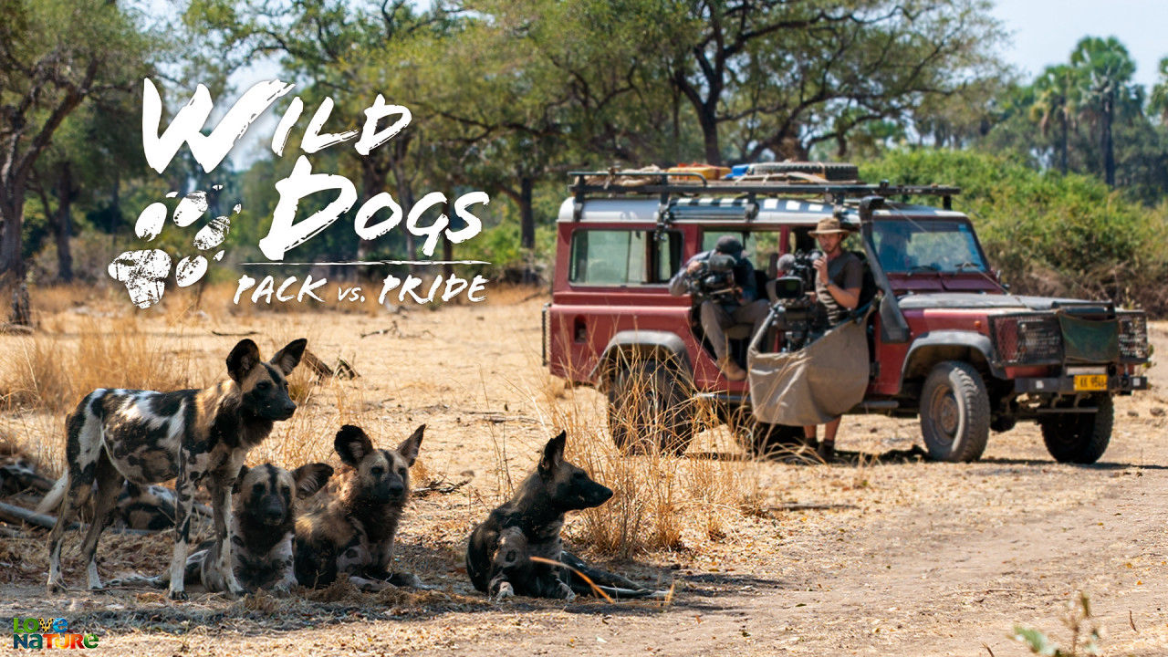 Wild Dogs: Pack Vs. Pri