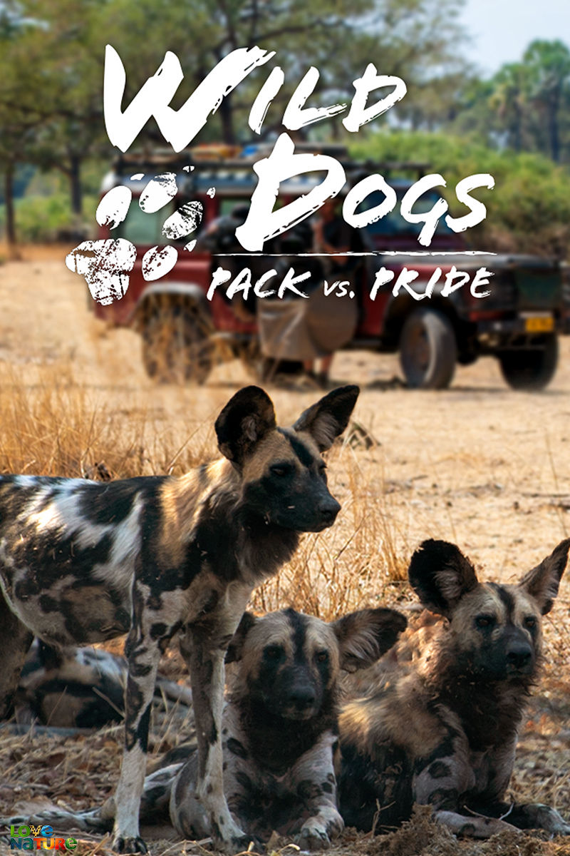 Wild Dogs: Pack Vs. Pri