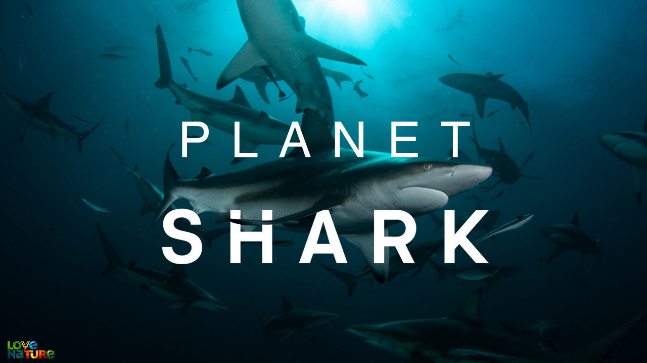 Planet Shark