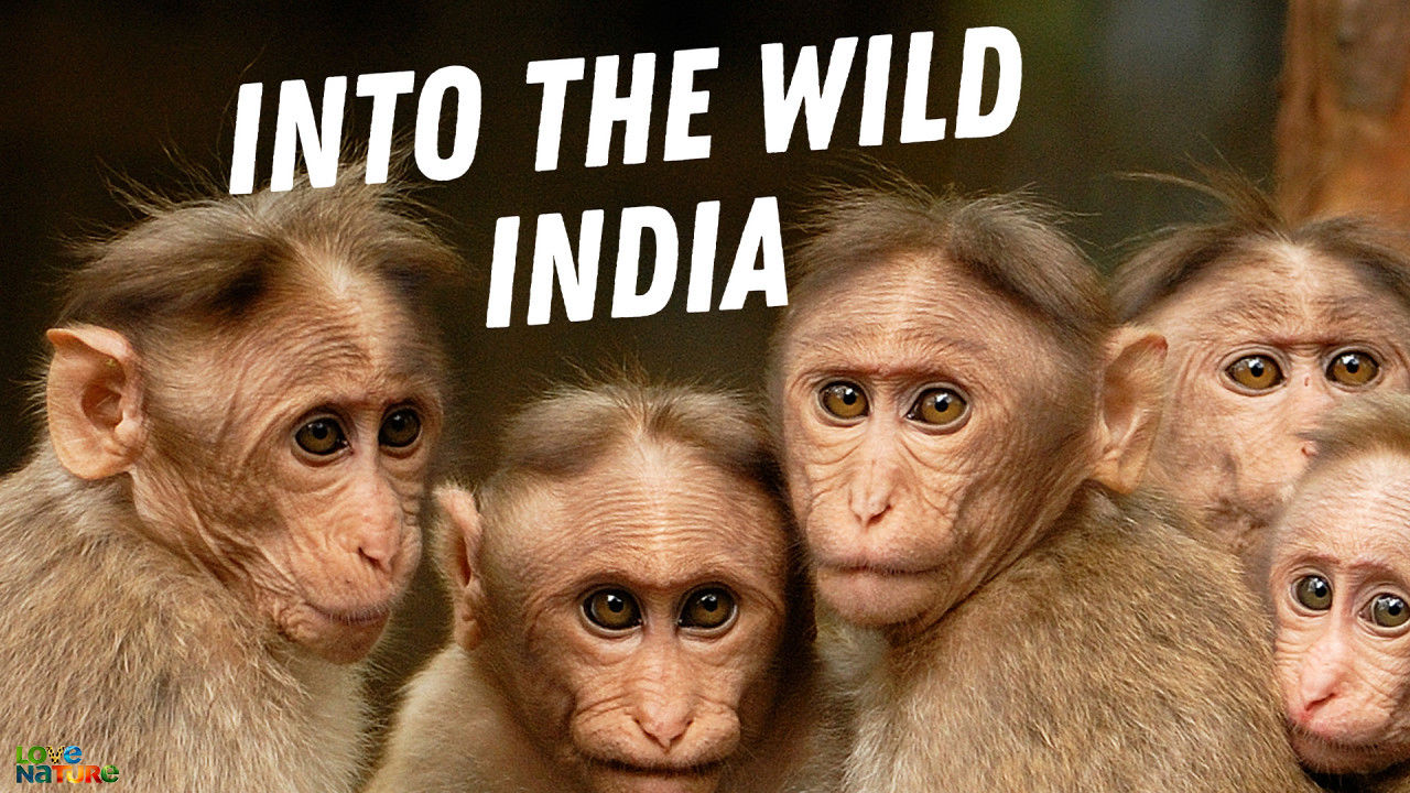 Into The Wild India