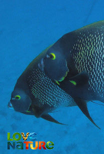 Reef Wrecks of Roatan