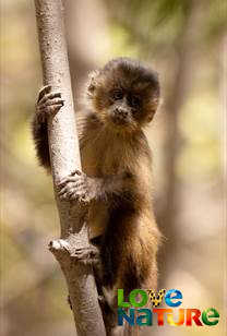 New Kids in the Wild - Chico The Baby Capuchin