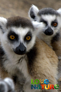 Madagascar: Lizards and Lemurs