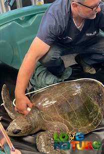 Wild Pacific Rescue - One Very Lost Sea Turtle