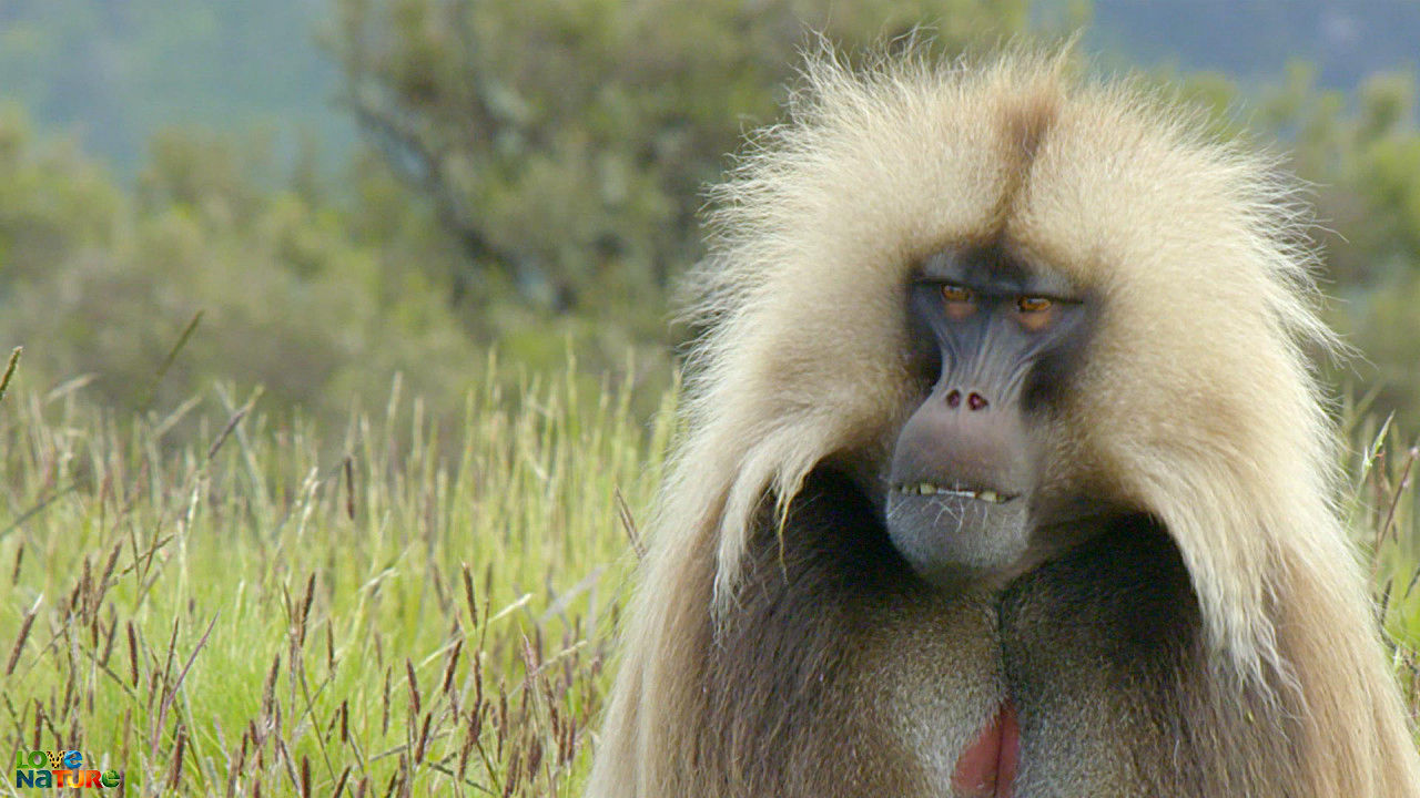 Africa's Baboons