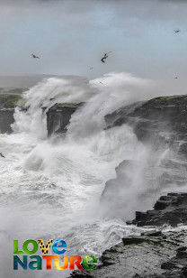 Ireland’s Wild Islands - Sea of Serpents