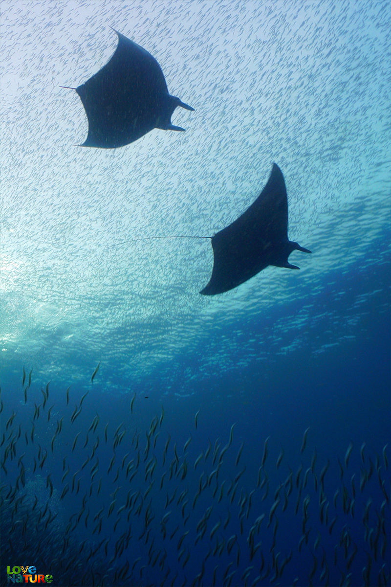 Pacifische Eilanden: Onrust In De Oceaan