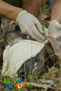 Bewakers van de wildernis - Carnivoren redden