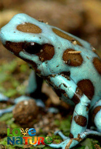 Strange Creatures - Camouflage and Colouration
