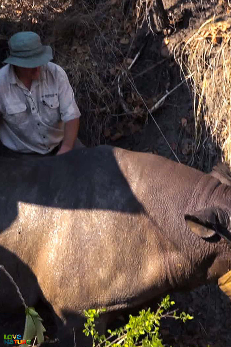 Ocrotitorii animalelor sălbatice - Misiunea "Rinocerul-negru"