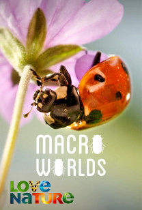 Macro Worlds