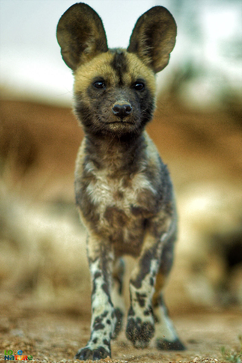 Lyca de Afrikaanse wilde hond