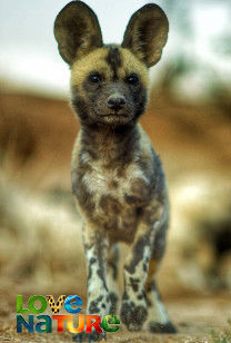 Nieuwelingen in het wild - Lyca de Afrikaanse wilde hond